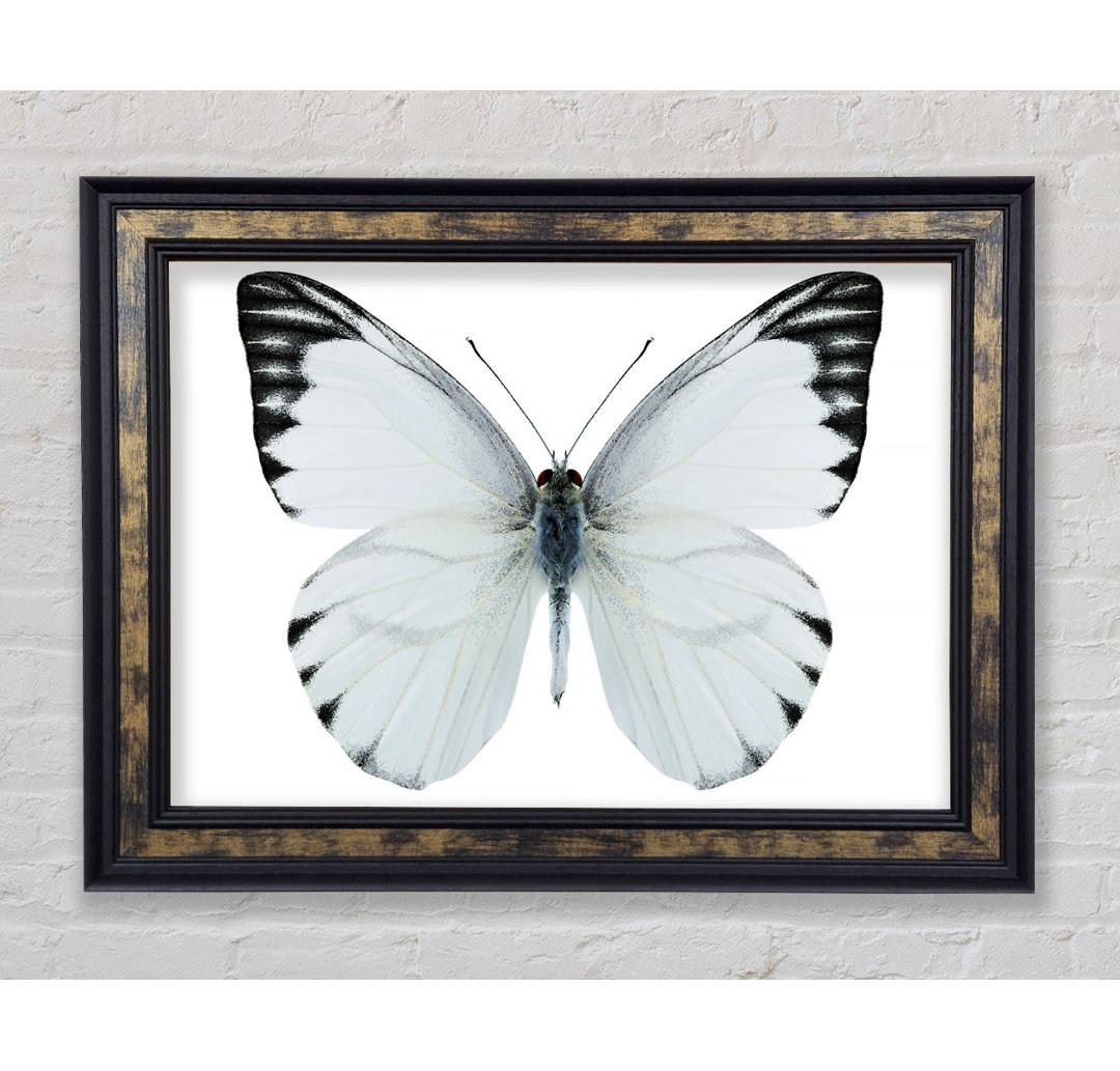 Black Tipped Butterfly Wings - Einzelner Bilderrahmen Kunstdrucke