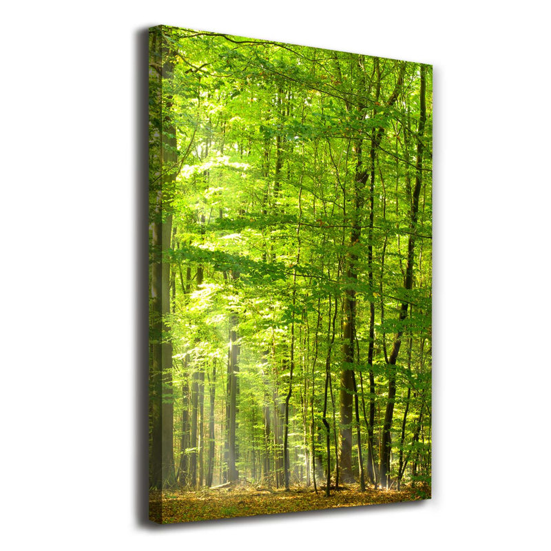 Beech Forest - Wrapped Canvas Print
