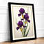 Three Purple Irises Botanical - Framed Print-309202149-309202151
