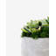 Sandy Ceramic Succulent Arrangement