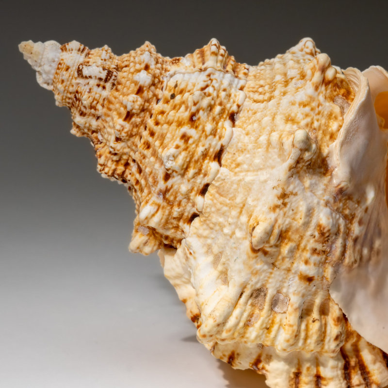 Genuine Murex Shell (1.7 Lbs)
