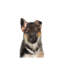 " German Shepherd Puppy " by Watercolor Luv-52940507-52940509-52940514