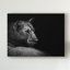 «Lion in the Dark» par Wildpotoart - reproduction de photo sur toile-352794726