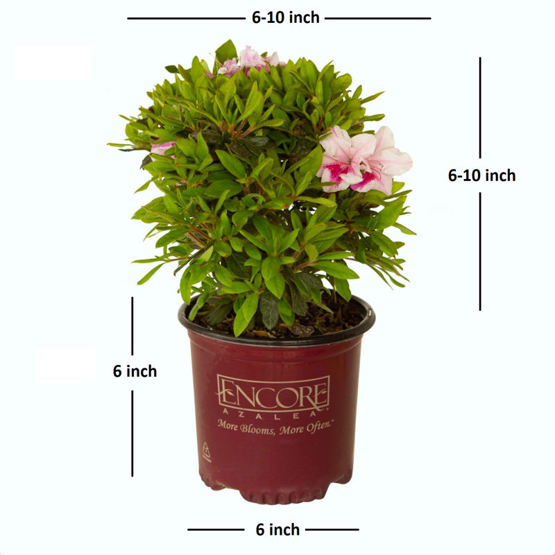 1 Gallon Autumn Twist Encore Azalea - Reblooming Evergreen Shrub for Full Sun to Part Shade