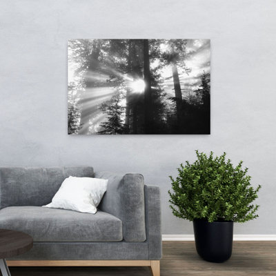 Road, Redwoods Park, California, Usa Mystical Abstract Contemporary Redwood Sequoia Forest Landscape Wall Art
