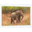 «Baby African Elephant», impression sur toile-33109093-72416038-72416032