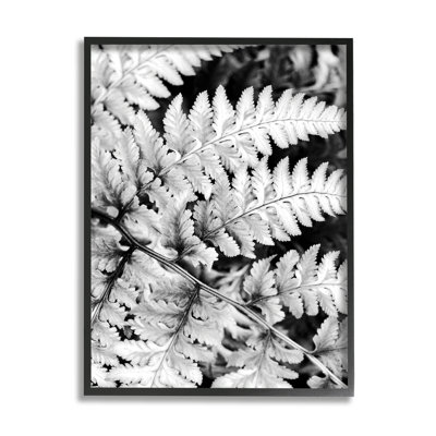 " Forest Fern Fronds High Contrast Black White " by Gail Peck