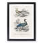 Bird Illustrations PL. 10 1 Piece Single Picture Frame Painting-55457226-55457229