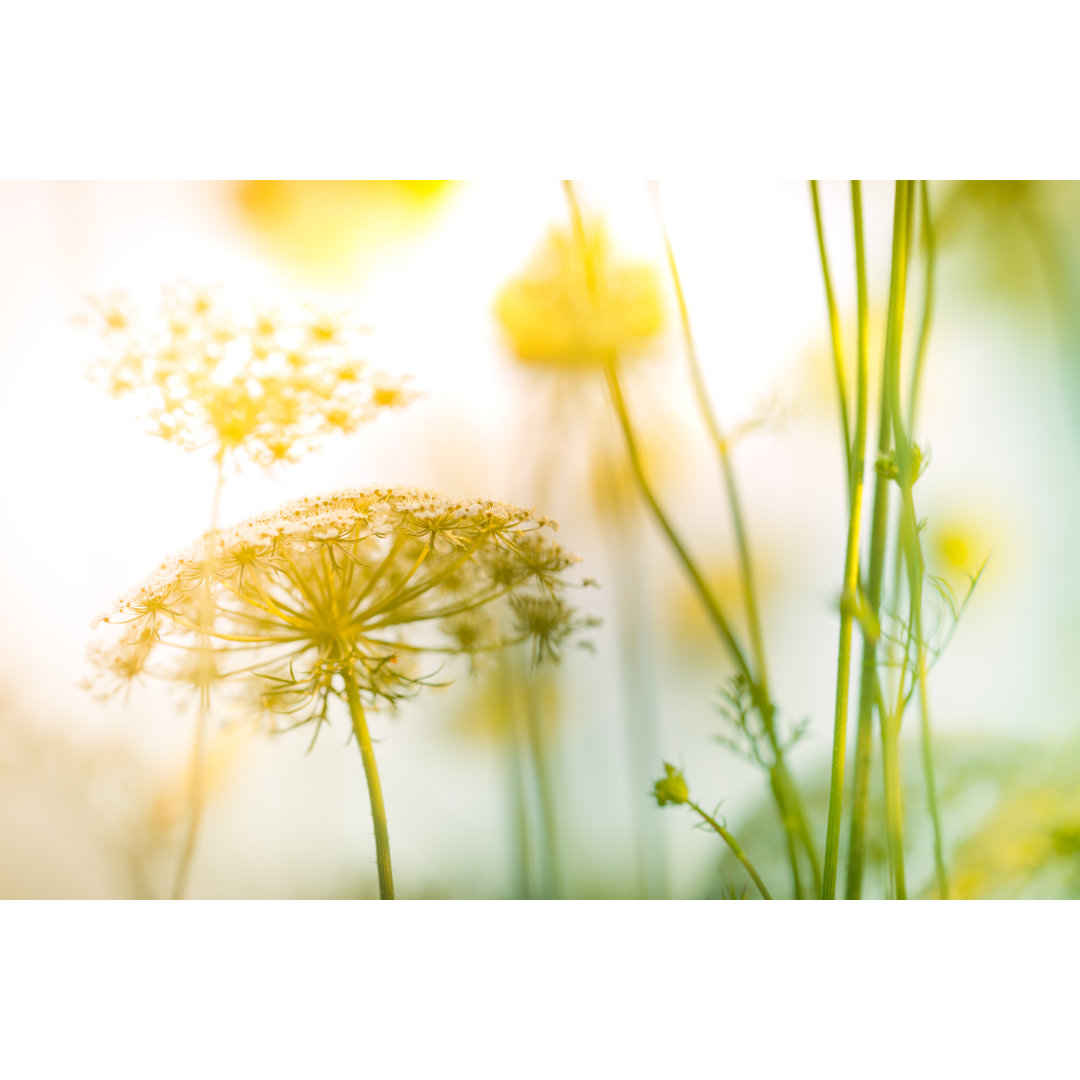 Wildblume bei Sonnenaufgang von Pawel Gaul - Druck