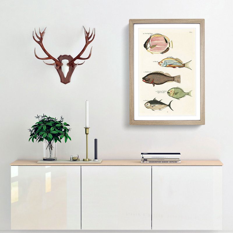 East Indies Fish Illustrations Fol. 20 by Louis Renard - Picture Frame Painting Print, Oak Framed, 65cm H x 48cm W x 2cm D