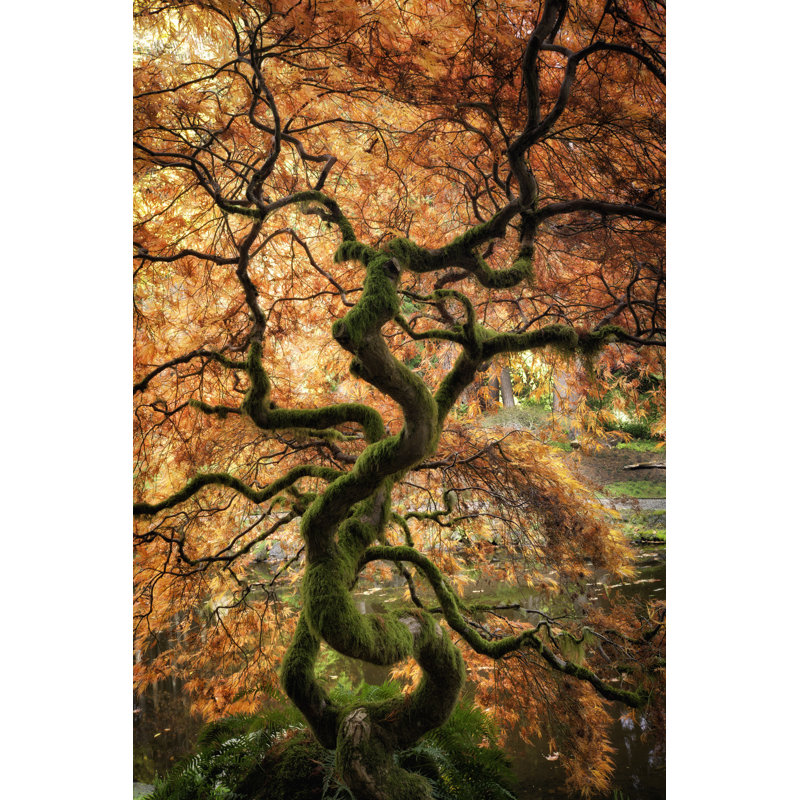 Japanese Maple by Justinreznick - Wrapped Canvas Print, 51cm H x 76cm W