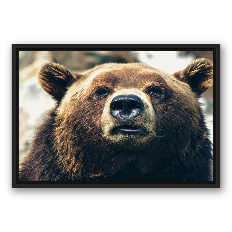 «Grizzly Bear», reproduction sur toile, H 17,75 po x l 25,75 po x P 1,75 po