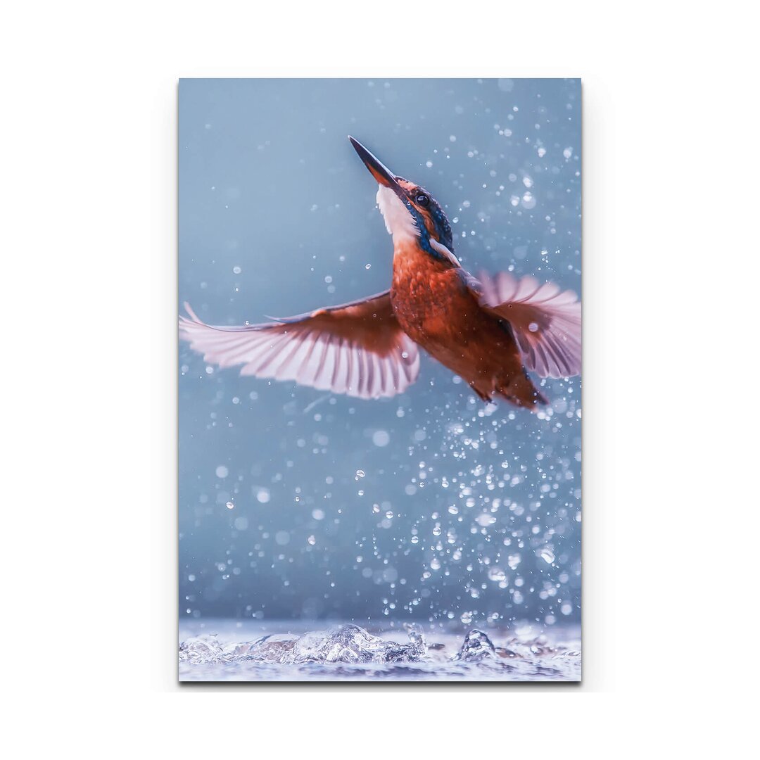 Leinwandbild Eisvogel im Wasser