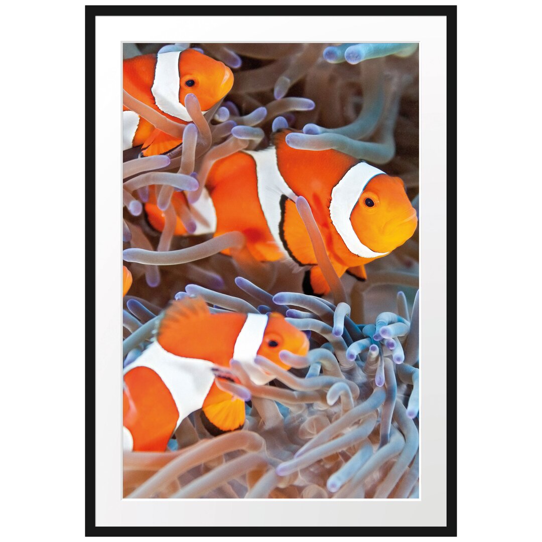 Gerahmtes Poster Clown Fische in Anemone