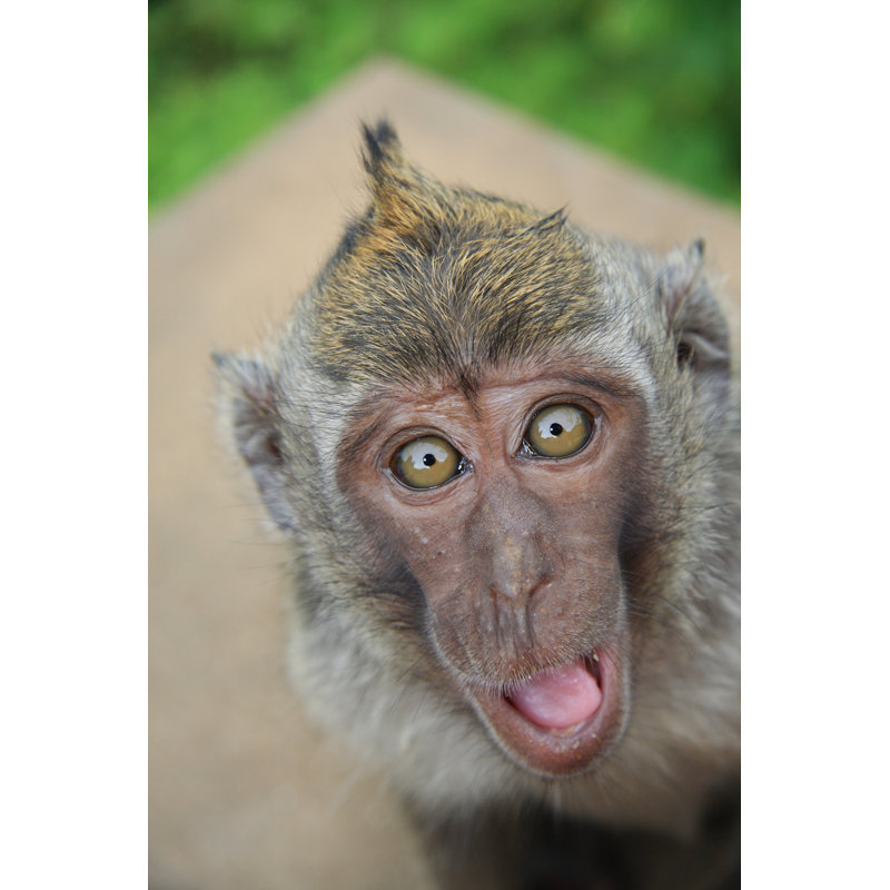 Happy Monkey - Photographie sur toile tendue, H 12 po x l 8 po