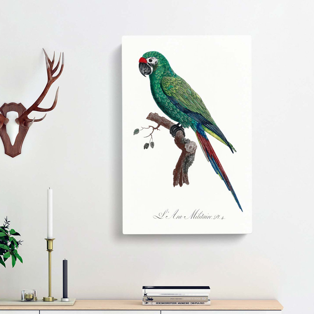 Military Macaw Parrot by F. Levaillant - Wrapped Canvas