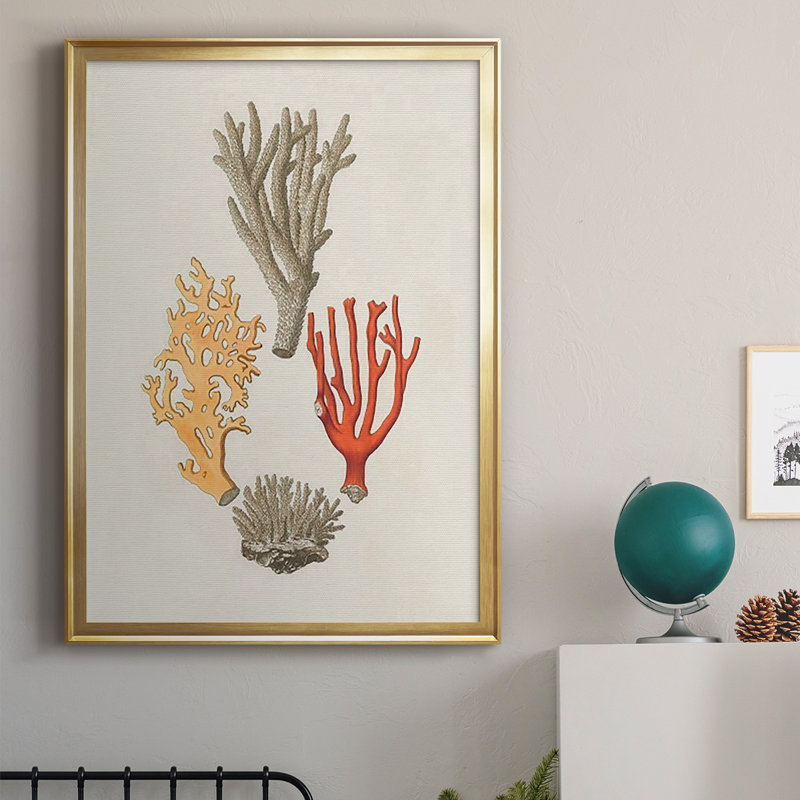 Knorr Shells & Coral IV, reproduction encadrée de qualité supérieure - prête à être accrochée, H 42,5 po x l 30,5 po x P 1 po