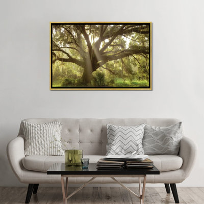 " Beautiful Southern Live Oak Tree, Flordia " by Maresa Pryor
