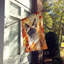 Chat en feuilles d'automne-112700487