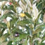 Plastic, Silk Eucalyptus Arrangement in Pot-109341041