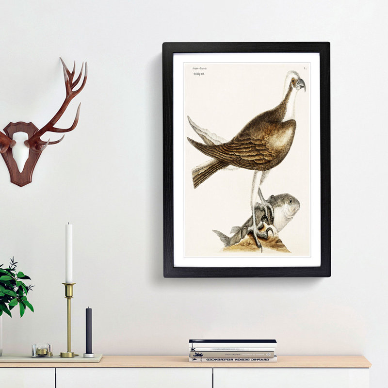 Fishing Hawk by Mark Catesby - Picture Frame Art Print, 48cm H x 36cm W x 2cm D, Black Framed