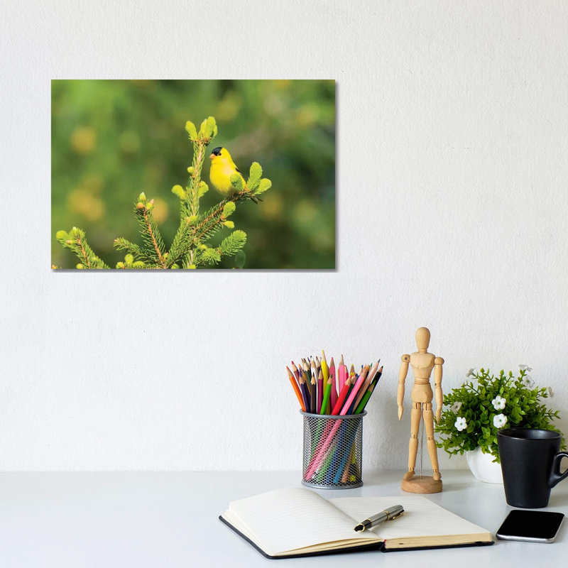 American Goldfinch (Spinus Tristis) Male In Spruce Tree, Marion County, Illinois by Richard & Susan Day - Gallery-Wrapped Canvas Giclée on Canvas