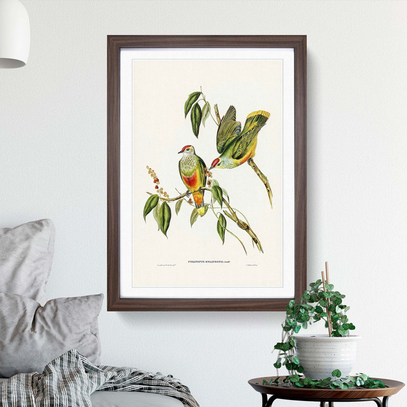 Swainson's Fruit Pigeons by Elizabeth Gould - Picture Frame Art Prints, 48cm H x 36cm W x 2cm D, Walnut Framed