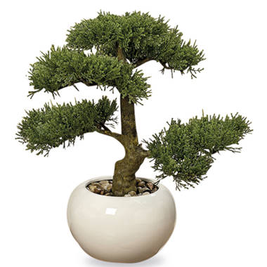The Twillery Co.® Panama Bonsai Tree in Pot & Reviews