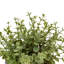 Potted Plant Ceramic Scratch Pot Rosemary