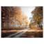 «Straight Road in Fall Birch Grove», reproduction de photo sur toile tendue-19240748