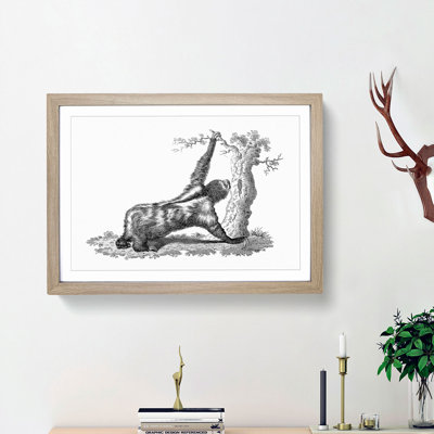 Three-Toed Sloth in Black & White by George Shaw - Picture Frame Drawing Print on MDF