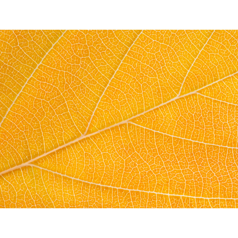 Feuille d'automne par Philippe Moisoux - impression, H 25 po x l 33 po, Toile avec cadre noir