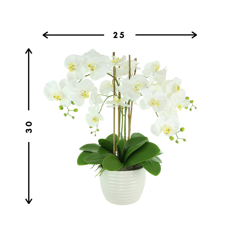 Organic Modern Orchid Arrangement in Ceramic Vase