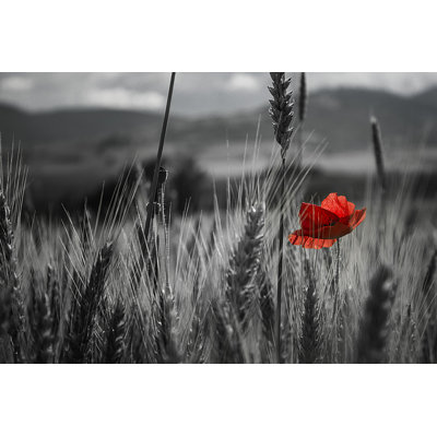 " Red Poppy Flower " by Adangov
