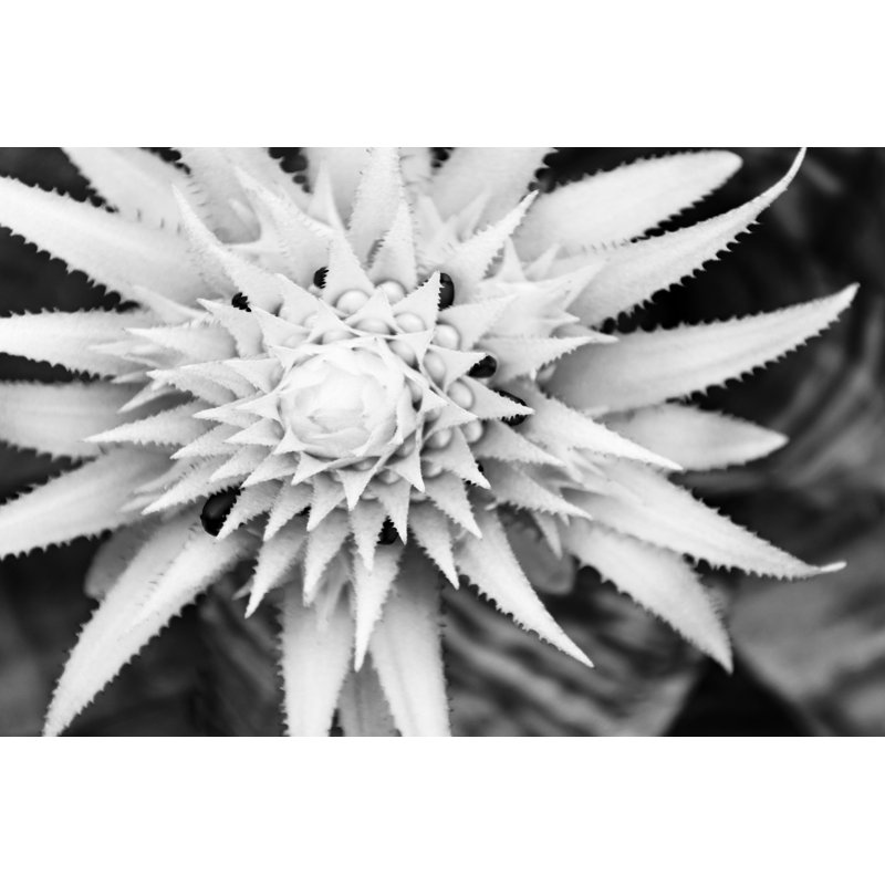 Botanical Under Cold Moonlight II by Eva Bane - Photograph, 20 cm H x 30 cm W, Black Floater Framed