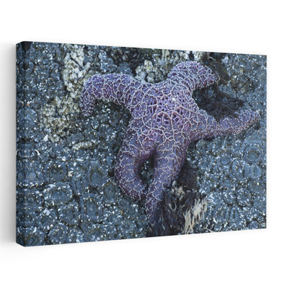 Elevated view of starfish Haystack Rock Cannon Beach Samuel H. Boardman State Scenic Corridor Pacific Northwest Oregon USA 1 Piece Wrapped Canvas Wall Art