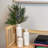 Juniper Arrangement