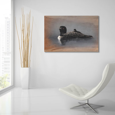  'American Loon Family' by Jim Brune Acrylic Glass Wall Art, 36" x 24"