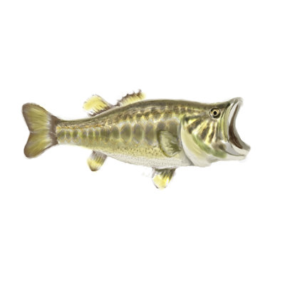 Illustration de la basse