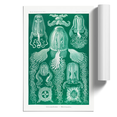 Cube Jellyfish by Ernst Haeckel - No Frame Painting