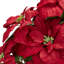 Poinsettia avec agencement floral décoratif dans un pot de fleurs