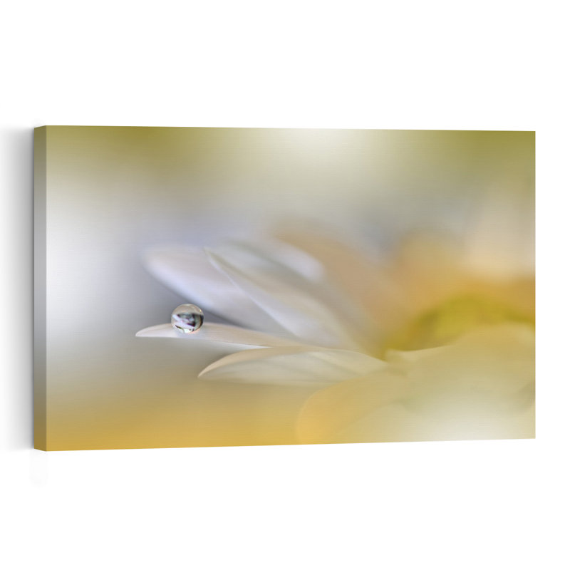 Morning Dewdrop Daisy Delicate Ethereal Serene Daisy Flower Nature Wall Art Print 1 Piece Wrapped Canvas Wall Art