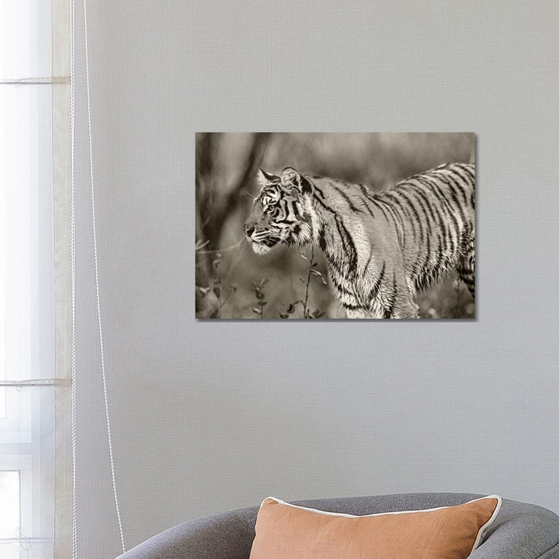 Siberian Tiger sub-adult, native to Russia 1 Piece Wall Art on Canvas, 45.72cm H x 66.04cm W