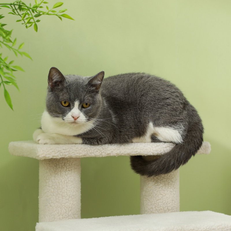 4 Step Pet Stair