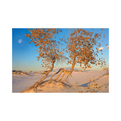 Fremont Cottonwood Trees Growing In The Chihuahuan Desert At White Sands National Monument, New Mexico by Tim Fitzharris - Wrapped Canvas Print