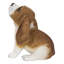 Basset hound chiot