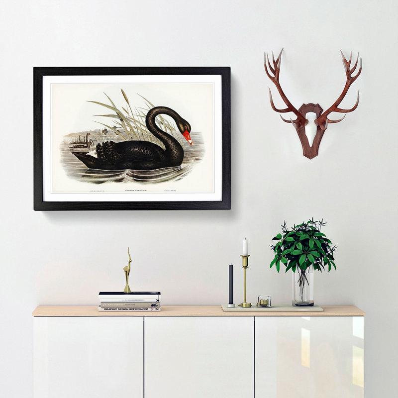 Black Swan by Elizabeth Gould - Framed Print, 27cm H x 36cm W x 2cm D, Black Framed