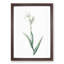 Tall-Bearded Iris by Pierre-Joseph Redoute - Picture Frame Art Print-55640397-55640398