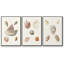 Pastel Knorr Shells VI 3 pièces-91891373-91891374