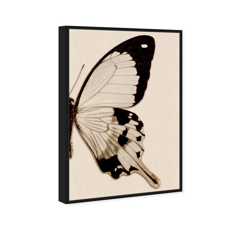 " Animals Sepia Butterfly II Insects ", 36" H x 24" W x 1.5" D, Black Framed Canvas